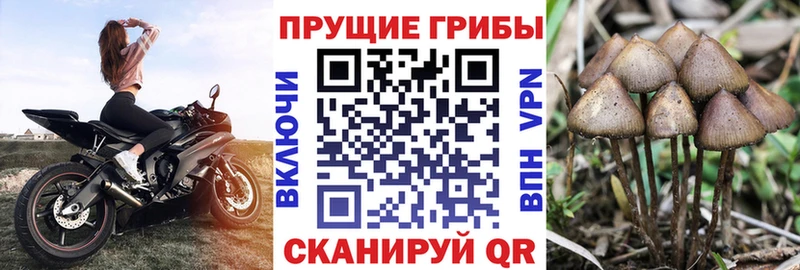 где продают наркотики  кракен маркетплейс  Псилоцибиновые грибы Cubensis  Ермолино 